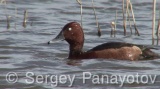 Video of Ferruginous Duck - Ferruginous Duck in early spring in shabla lake
